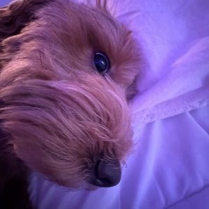 Meet your Posher, Phoebe